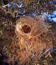 White-browed Sparrow Weaver's nest (Plocepasser mahali) Kgalagadi TB Park of South Africa, June