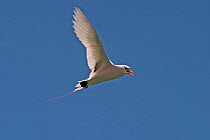 Indian Ocean race of the White-tailed Tropicbird (Phaethon aethereus indicus) in flight. Christmas Island, Australian external territory in the Indian Ocean.