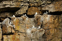 Kittiwake (Rissa trydactyla) nesting colony on sheer cliff face, Puffin Island, North Wales, UK, July