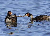 Great Crested Grebes (Podiceps cristatus) feeding young chick on water, Herdsman Lake, Perth, Western Australia.