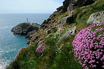 South Stack Lighthouse, in early spring, with flowering Sea thrift (Armeria maritima) Anglesey North Wales UK, May 2010