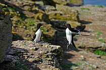 Two Razorbills (Alca torda) one landing on cliff. Anglesey Coast. North Wales. UK, May