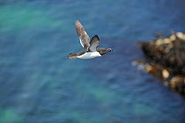 Razorbill (Alca torda) in flight off the coast of Anglesey. North Wales. UK, May