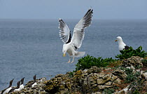 Greater Black Backed Gull (Larus marinus) landing near Guillemot (Uria aalge) nesting colony, Anglesey coast. North Wales, UK, June