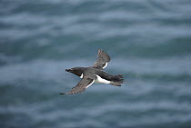 Razorbill (Alca torda) in flight, Anglesey coast. North Wales. UK, June