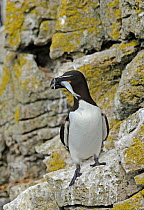 Razorbill (Alca torda) standing on lichen covered cliff ledge, with Sand eel (Ammodytes tobianus) in bill, Puffin Island. off Anglesey, North Wales, UK, June