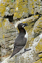 Razorbill (Alca torda) standing on lichen covered cliff ledge, with Sand eel (Ammodytes tobianus) in bill, Puffin Island. off Anglesey, North Wales, UK, June