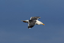 Lesser Black Backed Gull (Larus fuscus) in flight, Anglesey coast, North Wales, UK, June
