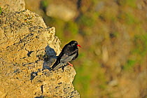 Chough (Pyrrhocorax pyrrhocorax) perched on cliff in evening sunlight. South Stack, Anglesey, North Wales, UK, June