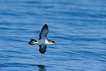 Manx Shearwater (Puffinus puffinus) in flight low over the sea, off the Lleyn Peninsula. North Wales, UK, June
