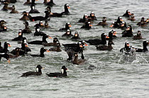 Surf Scoters (Melanitta perspicillata) migrating flock on water, feeding over mussel beds, Haines, SE Alaska. May