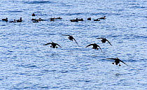 Surf Scoters (Melanitta perspicillata) migrating flock in flight over mussel beds, Haines, SE Alaska. May