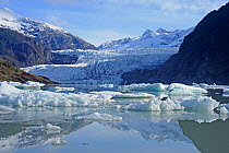 View of Mendenhall Glacier, in severe retreat. 50 years ago there was no glacial lake. Juneau, Alaska USA. May 2010