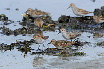 Mixed flock of Least Sandpipers (Calidris minutilla) and Western Sandpipers (Calidris mauri) feeding on mussel beds during migration stop-over. Mendenhall Wetlands. Juneau. Alaska. USA May