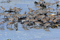 Flock of Western Sanpipers (Calidris mauri) feeding on mussel beds during migration stop-over. Mendenhall Wetlands. Juneau. Alaska. USA. May