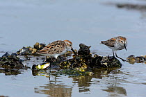 Western Sandpipers (Calidris mauri) feeding on mussel beds during migration stop-over. Mendenhall Wetlands. Juneau. Alaska. USA. May