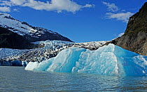 Mendenhall Glacier in severe retreat, with blue ice indicating where the glacier has recently calved. Juneau Alaska USA, May 2010