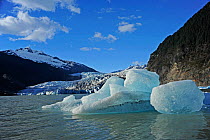 Mendenhall Glacier in severe retreat, with blue ice indicating where the glacier has recently calved. Juneau Alaska USA, May 2010