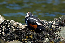 Drake Harlequin Duck (Histrionicus histrionicus) roosting at high tide on rocks. Lynn Canal. Juneau. Alaska. USA. May