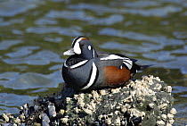 Drake Harlequin Duck (Histrionicus histrionicus) roosting at high tide on rocks. Lynn Canal. Juneau. Alaska. USA. May