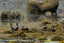 Five Harlequin Ducks (Histrionicus histrionicus) four males and one female, roosting on seaweed covered rocks. Lynn Canal. Juneau. Alaska. USA. May