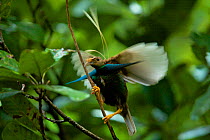 Wallace's Standardwing Bird of Paradise (Semioptera wallacei) male at his display site in the rainforest canopy, Halmahera, Indonesia.