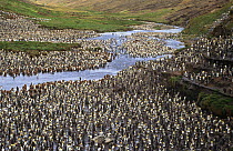 King penguin breeding colony (Aptenodytes patagonicus) Possession island, Crozet Archipelago, Sub-antarctic, Territory of the French Southern and Antarctic Lands, December 1999