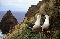 Atlantic yellow-nosed albatross (Diomedea / Thalassarche chlororhynchos) pair displaying at nest. Amsterdam Island, Sub-antarctic, Territory of the French Southern and Antarctic Lands, December
