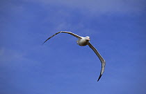 Wandering albatross (Diomedea exulans) in flight, Kerguelen Island, Sub-antarctic, Territory of the French Southern and Antarctic Lands, December