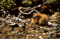 Lonnberg's skua chick (Stercorarius antarcticus lonnbergi) Kerguelen Archipelago, Sub-antarctic, Territory of the French Southern and Antarctic Lands, December