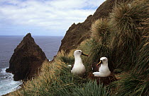 Atlantic yellow-nosed albatross (Diomedea / Thalassarche chlororhynchos) pair at nest, Amsterdam Island, Sub-antarctic, Territory of the French Southern and Antarctic Lands, December