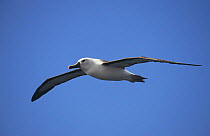 Atlantic yellow-nosed albatross (Diomedea / Thalassarche chlororhynchos) in flight, Amsterdam Island, Sub-antarctic, Territory of the French Southern and Antarctic Lands, December