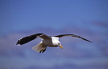 Kelp / Southern black backed gull (Larus dominicanus) in flight, Kerguelen Island, Sub-antarctic, Territory of the French Southern and Antarctic Lands, December