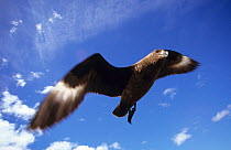Lonnberg's skua (Stercorarius antarcticus lonnbergi) in flight, Kerguelen Archipelago, Sub-antarctic, Territory of the French Southern and Antarctic Lands, December