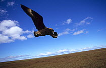 Lonnberg's skua (Stercorarius antarcticus lonnbergi) in flight, searching for prey, Kerguelen Archipelago, Sub-antarctic, Territory of the French Southern and Antarctic Lands, December 1999