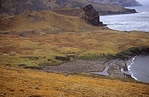 Aerial view of King penguin breeding colony (Aptenodytes patagonicus) Possession island, Crozet Archipelago, Sub-antarctic, Territory of the French Southern and Antarctic Lands, December 1999