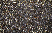 King penguin breeding colony (Aptenodytes patagonicus) Possession island, Crozet Archipelago, Sub-antarctic, Territory of the French Southern and Antarctic Lands, December