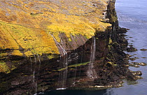 Aerial view of cliffs on Possession island, Crozet archipelago, Sub-antarctic, Territory of the French Southern and Antarctic Lands, December 1999
