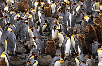 King penguin breeding colony (Aptenodytes patagonicus) Possession island, Crozet Archipelago, Sub-antarctic, Territory of the French Southern and Antarctic Lands, December