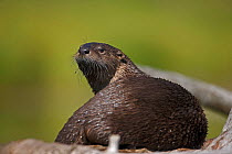 Canadian Otter (Lutra canadensis) portrait on river bank, Wyoming, USA