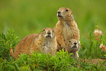 Three Blacktail Prairie Dogs (Cynomys ludovicianus) at the entrance to their underground burrows, Wyoming, USA