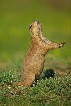 Blacktail Prairie Dog (Cynomys ludovicianus) engaging in Jump-yip behavior - A strong arch of the back or "jump" followed by a shrill "yip" - Thought to occur when a predator has left the area and in...