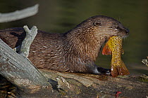 Canadian Otter (Lutra canadensis) feeding on fish in river, Wyoming, USA