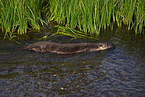 Canadian Otter (Lutra canadensis) swimming in shallow river, hunting for fish, Wyoming, USA