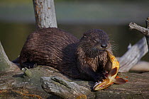 Canadian Otter (Lutra canadensis) eating fish, Wyoming, USA