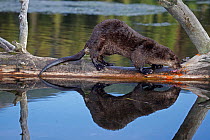 Canadian Otter (Lutra canadensis) licking a Lichen covered log over a river, Wyoming, USA