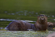 Canadian Otter (Lutra canadensis) in shallow river, hunting for fish, Wyoming, USA