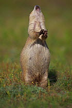 Blacktail Prairie Dog (Cynomys ludovicianus) engaging in Jump-yip behavior - A strong arch of the back or "jump" followed by a shrill "yip" - Thought to occur when a predator has left the area and in...