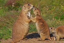 Two Blacktail Prairie Dogs (Cynomys ludovicianus) one adult, and a juvenile, engaging in a greeting 'kiss' Wyoming, USA