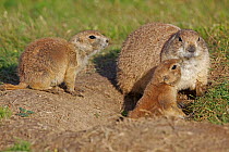 Three Blacktail Prairie Dogs (Cynomys ludovicianus) one adult, and two juveniles, at entrance to burrow, Wyoming, USA